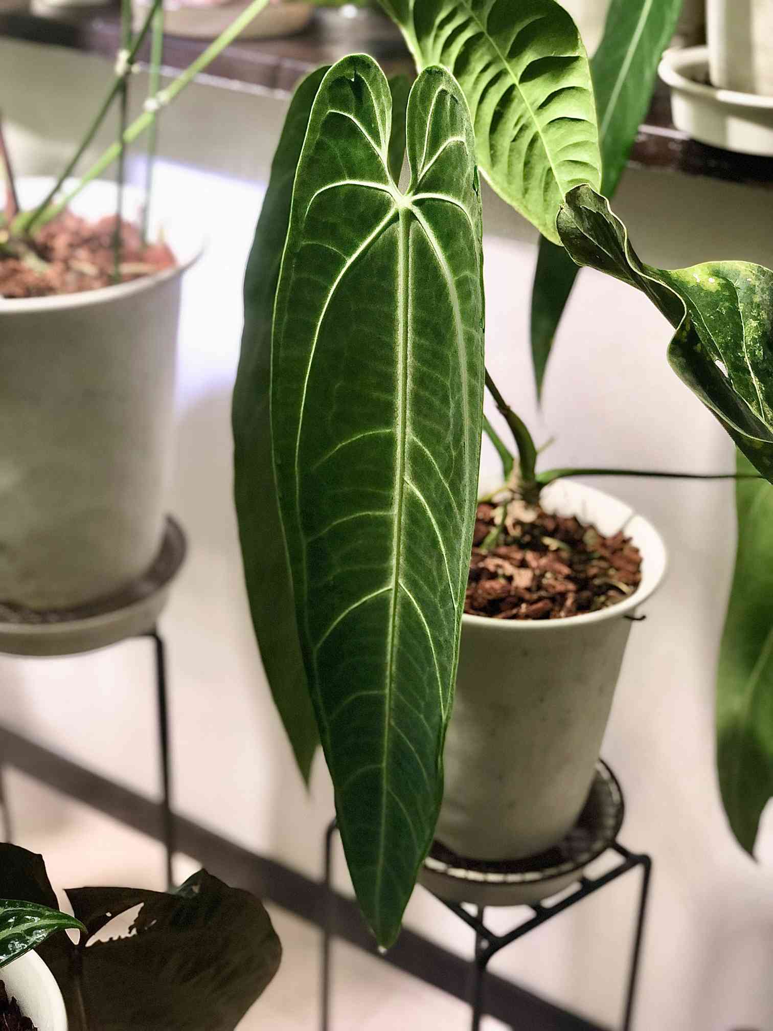 送料無料 アンスリウムワロクアーナム Anthurium warocqueanum 植物