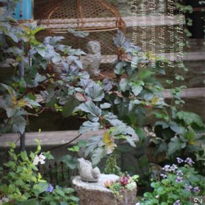 シャビーガーデン,モルタル造形,私の癒し,庭の記録,小さなお庭の画像