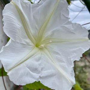 夜顔,白花夕顔,地植え,白い花,いつもありがとう♡の画像