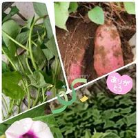 里芋 サトイモ の育て方 栽培 種芋の植え付け時期 植え方は 芽出しのコツは Greensnap グリーンスナップ
