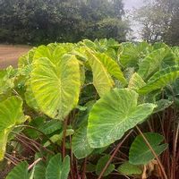 里芋 サトイモ の育て方 栽培 種芋の植え付け時期 植え方は 芽出しのコツは Greensnap グリーンスナップ