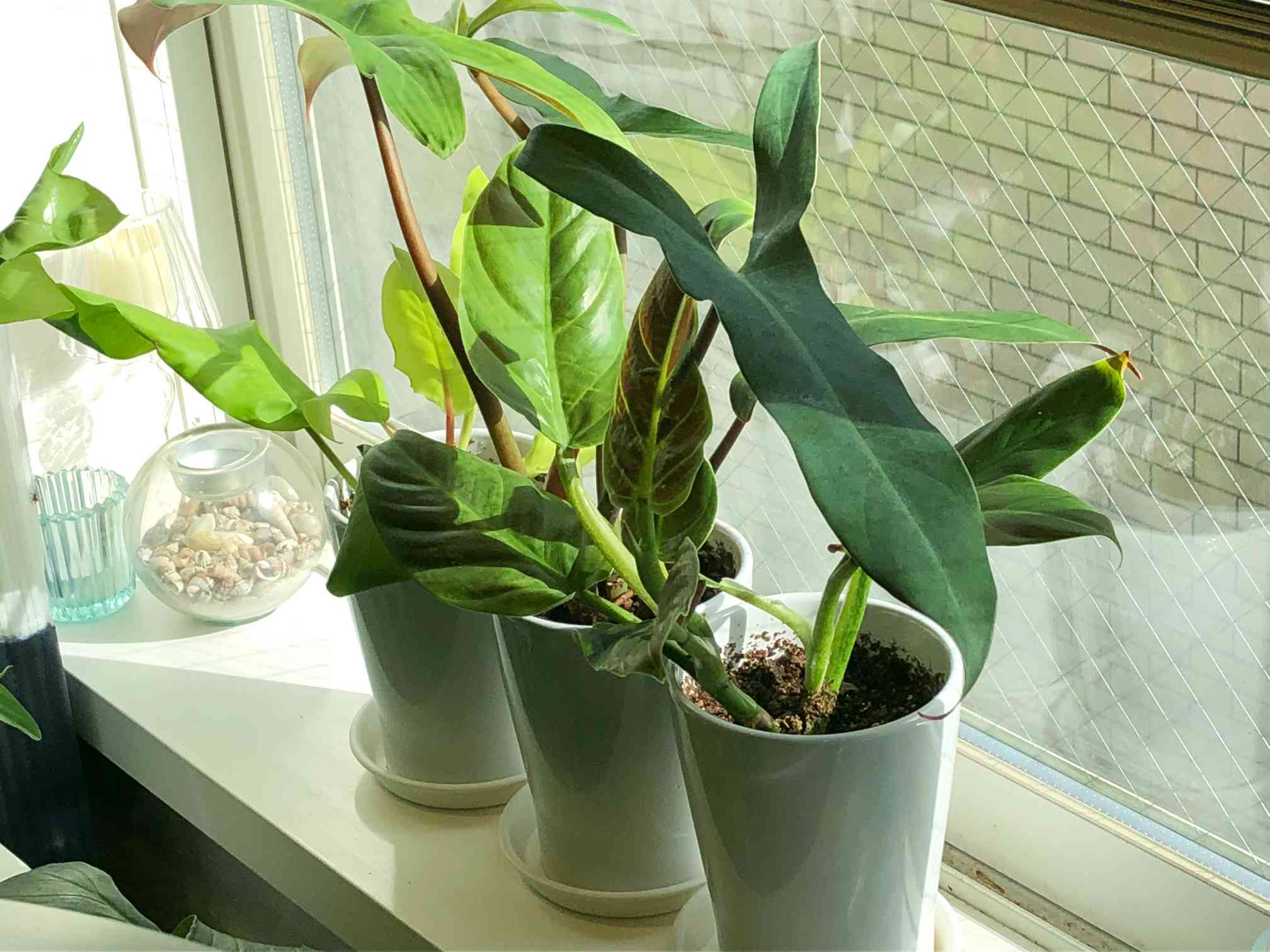 フィロデンドロン・クルエンタムの一覧｜🍀GreenSnap（グリーンスナップ）