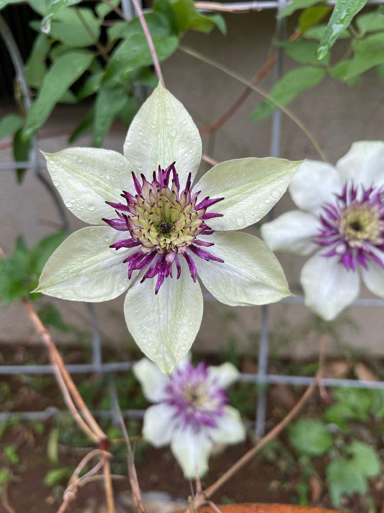 クレマチスの投稿画像 By くろのわーるんさん テッセンと小さな庭と庭の花と咲きましたとつる性植物と宿根草 と花のある暮らしと庭の花 と咲きましたとつる性植物と宿根草 と花のある暮らし 22月10月13日 Greensnap グリーンスナップ Greensnap グリーン
