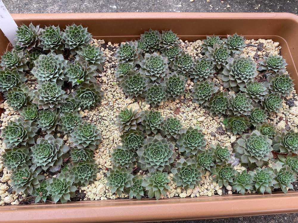 センペルビウム ジュエルケースの成長記録2025.4.17更新｜🍀GreenSnap