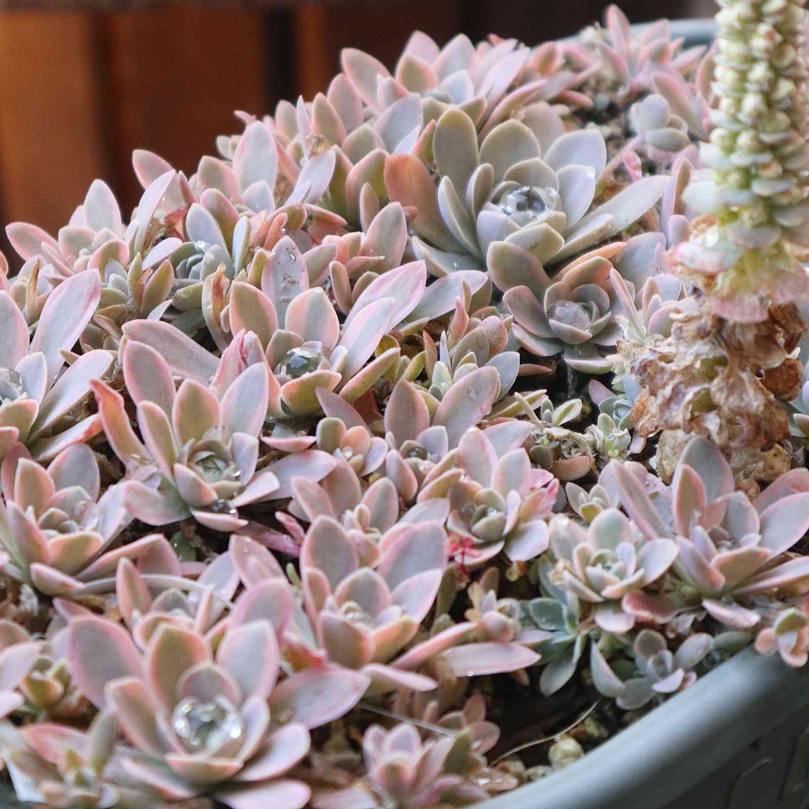 ✨子持ち睡蓮錦✨ ピンク斑  抜き苗 斑入り子持ち蓮華の成長記録2019植え付け〜2022.12現在｜🍀GreenSnap