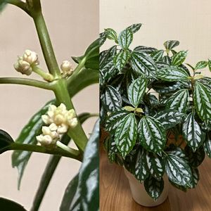 100均観葉植物,葉っぱ好き,ダイソー観葉植物, ピレア,観葉植物好きの画像