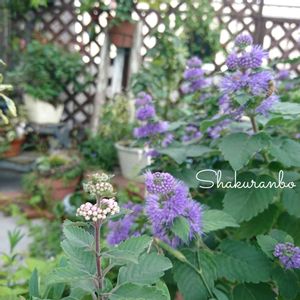 ダンギク,鉢植え,元気！,初めて,花のある暮らしの画像