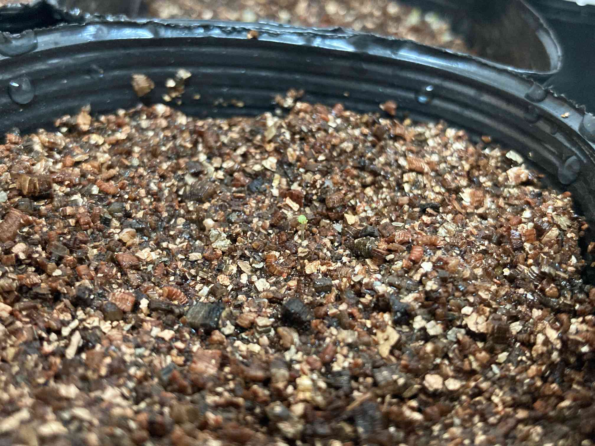 グリーノビア実生チャレンジ！｜🍀GreenSnap（グリーンスナップ）