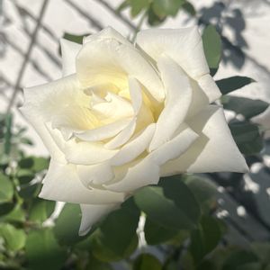 メイスポーラ,庭の花,白い花,花のある暮らし,白いバラの画像