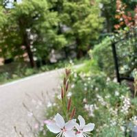 ガウラ 白蝶草 の育て方 株分けや挿し木の時期と方法は 剪定は必要 Greensnap グリーンスナップ