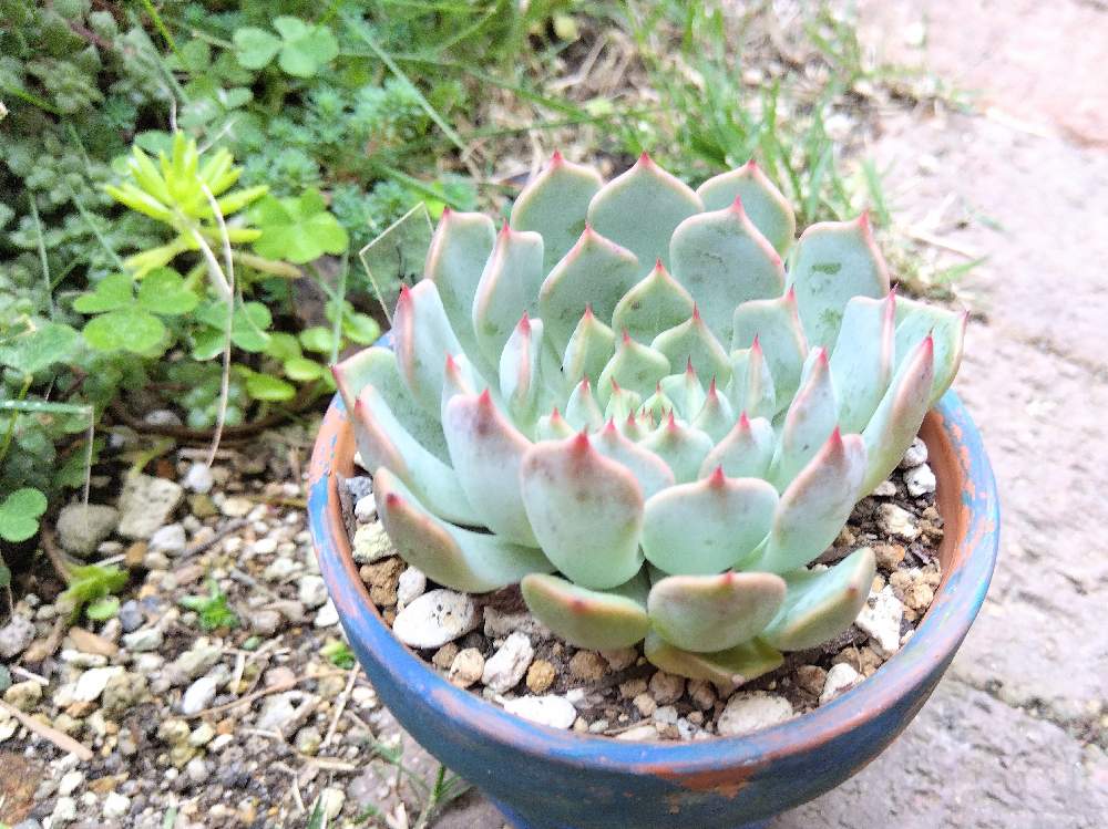最も優遇の 多肉植物 韓国苗あずbird様 植物/観葉植物 インテリア ...