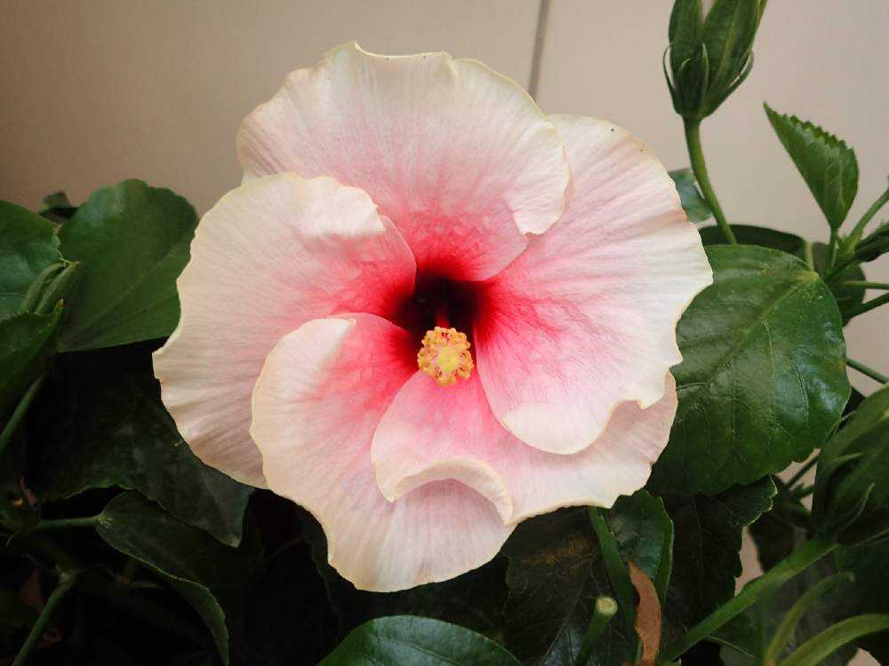 わが家のハイビスカス🌺｜🍀GreenSnap（グリーンスナップ）