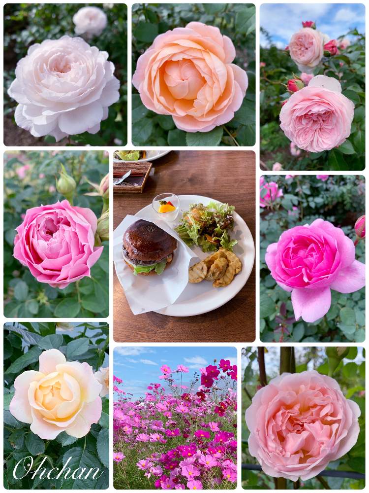 ル・プランタンの投稿画像 by おーちゃんさん|サボンとバラ マリアテレジアとエブリンとカンパネルラとデビットオースチンと優しい色合い♡と国営