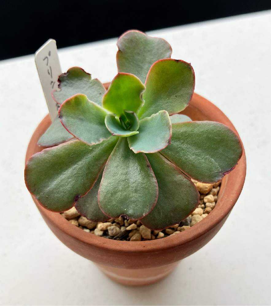 多肉植物❤️ プリンセスパール ❤️1頭19cm!拔き苗！セダム おまけ