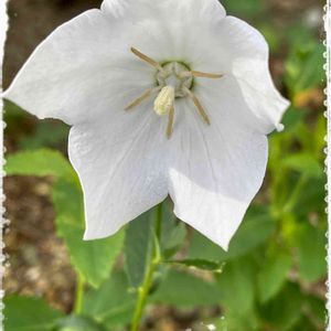 キキョウ,地植え,可愛い,白い花,いつもありがとう♡の画像