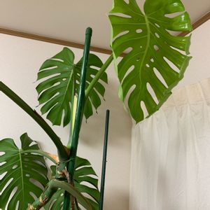 モンステラ デリシオーサ,バトルサカモト,観葉植物,大型観葉植物,部屋の画像