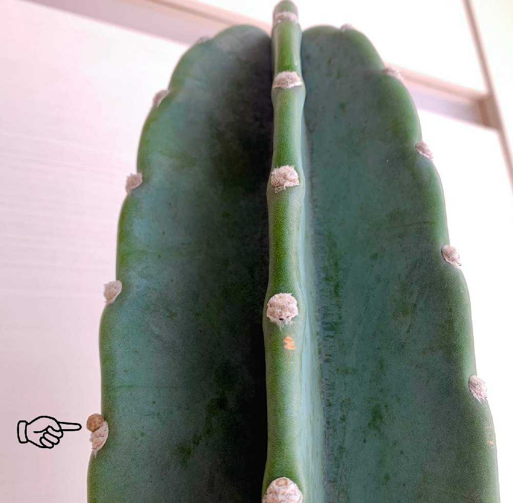 🌵柱サボテンの花🌵｜🍀GreenSnap（グリーンスナップ）