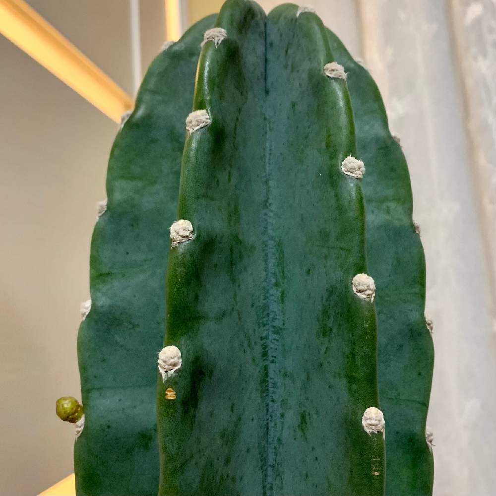🌵柱サボテンの花🌵｜🍀GreenSnap（グリーンスナップ）