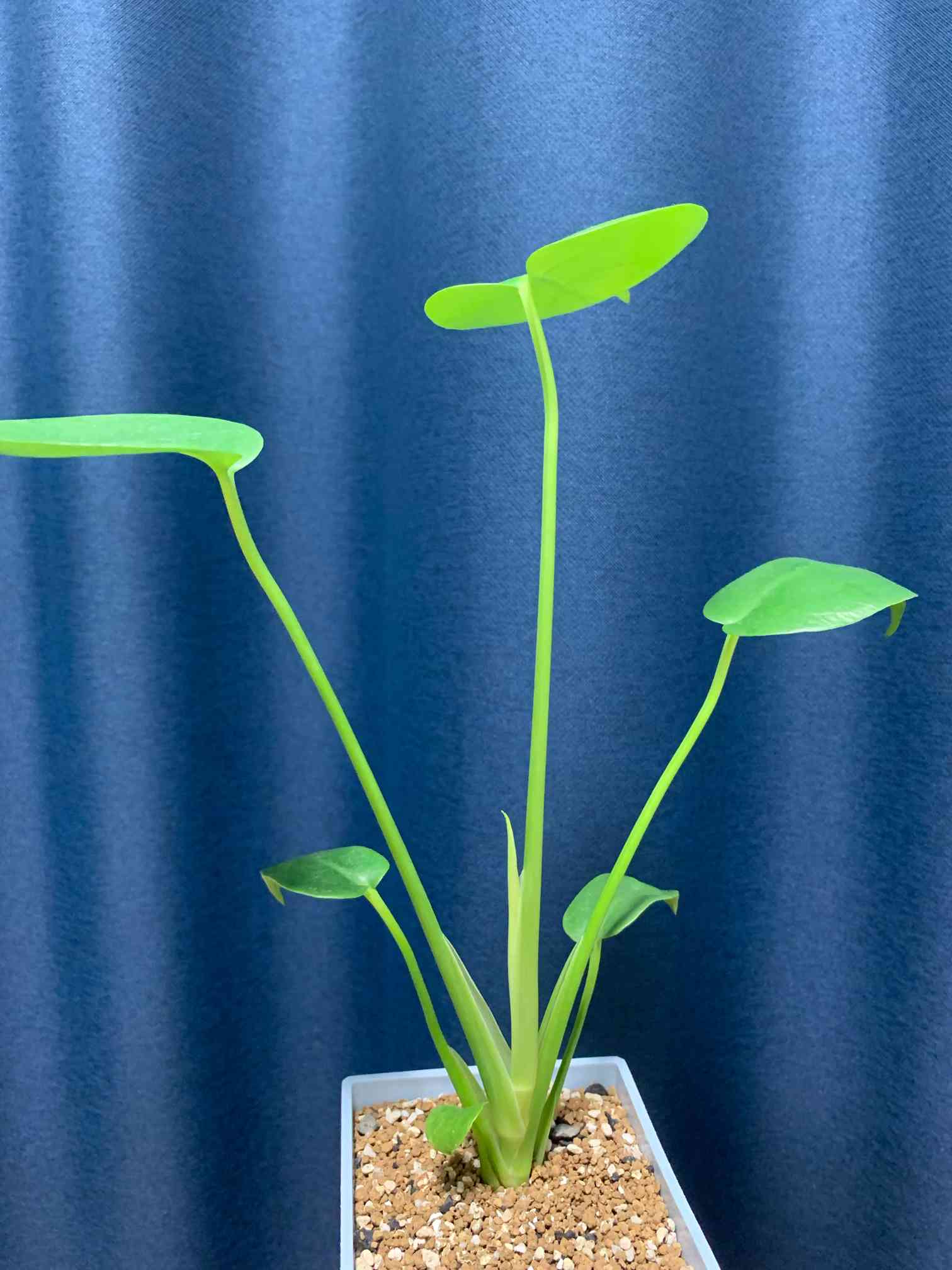 モンステラ 根腐れからの復活チャレンジ！｜🍀GreenSnap（グリーン