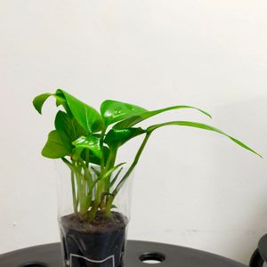 キャンドゥ,初心者,100均観葉植物,ポトス♪,キャンドゥ産の画像