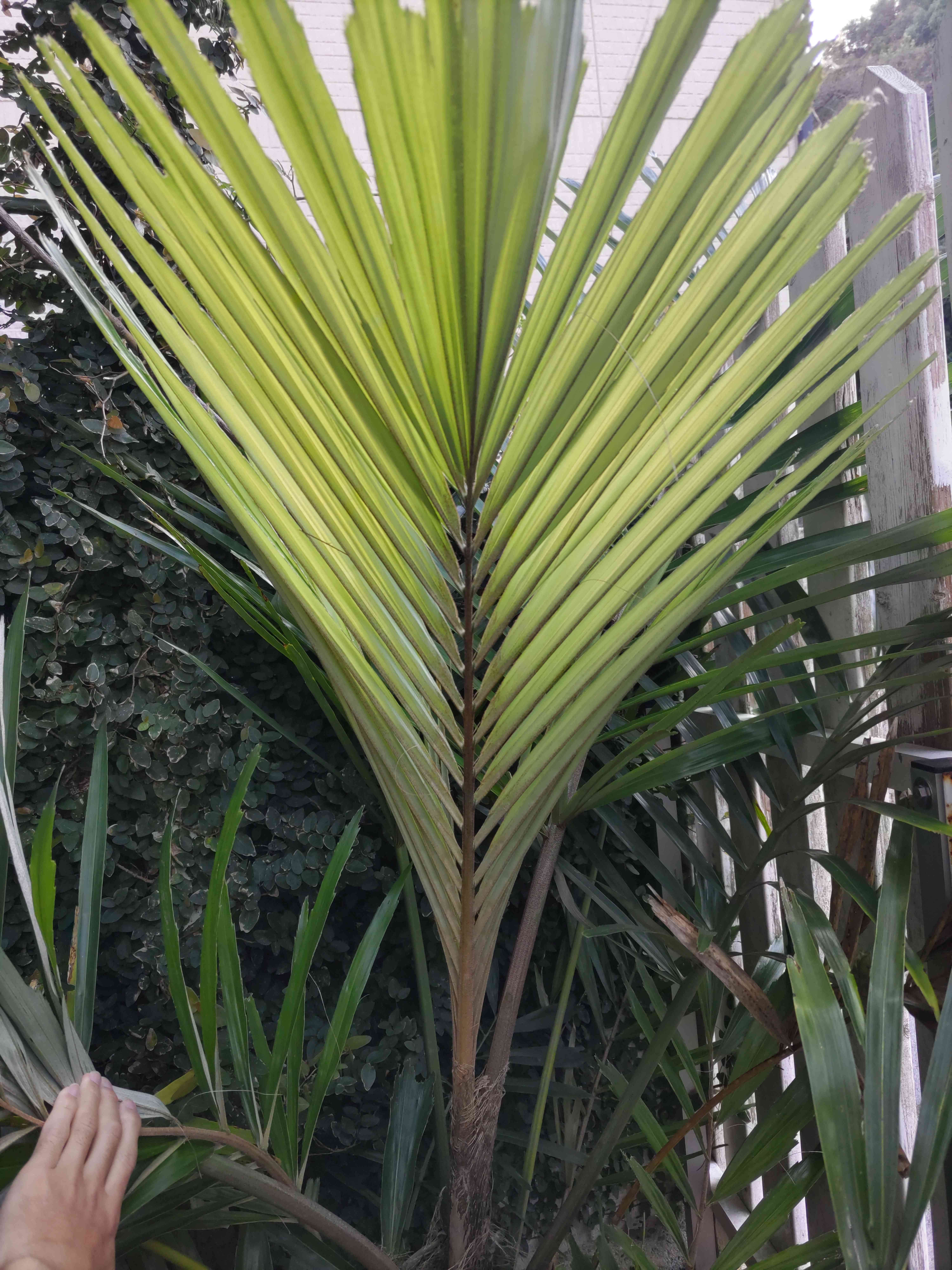 クロツグヤシの一覧｜🍀GreenSnap（グリーンスナップ）