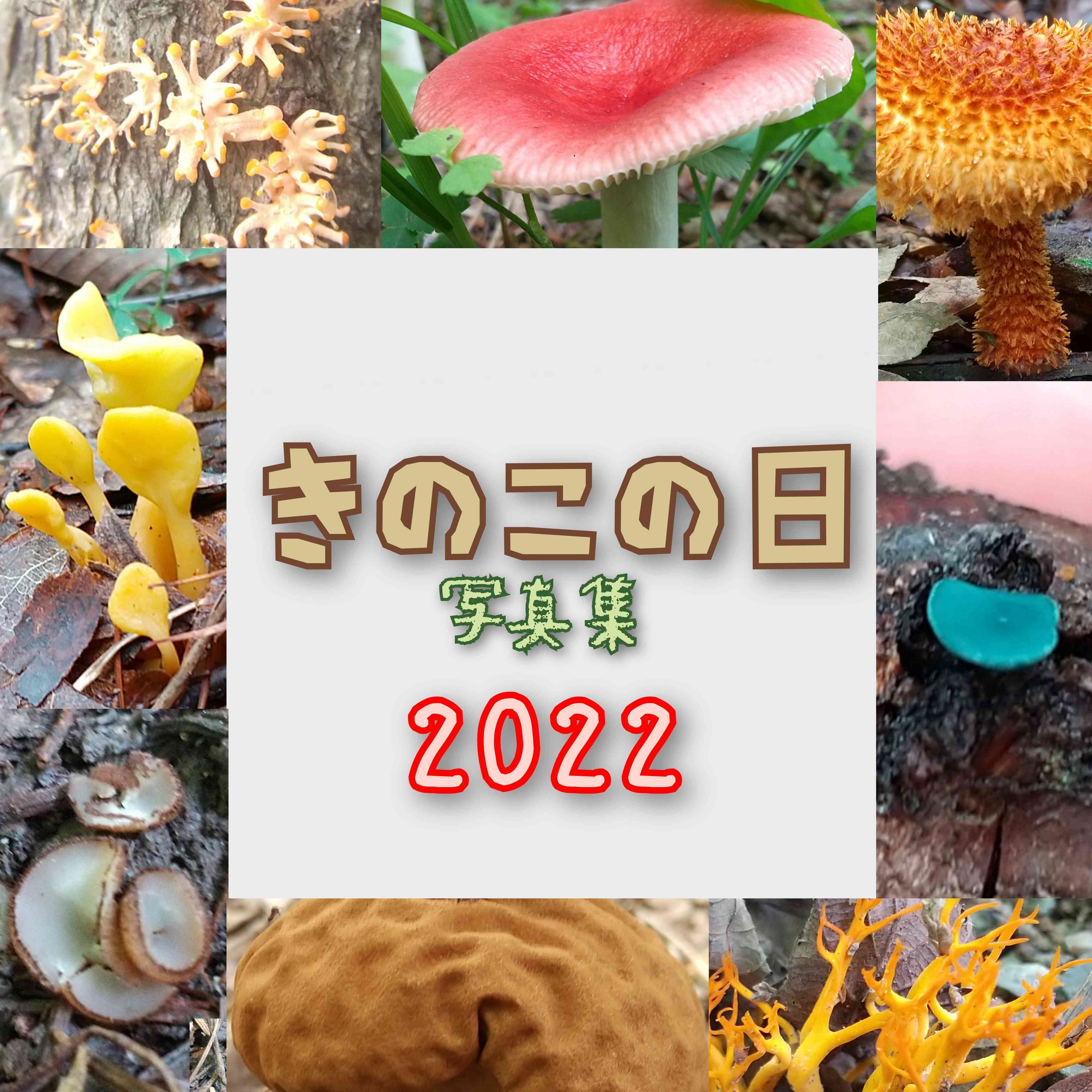追加版】きのこの日写真集2022🍄🌳｜🍀GreenSnap（グリーンスナップ）