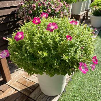 サフィニアブーケの育て方 Greensnap グリーンスナップ