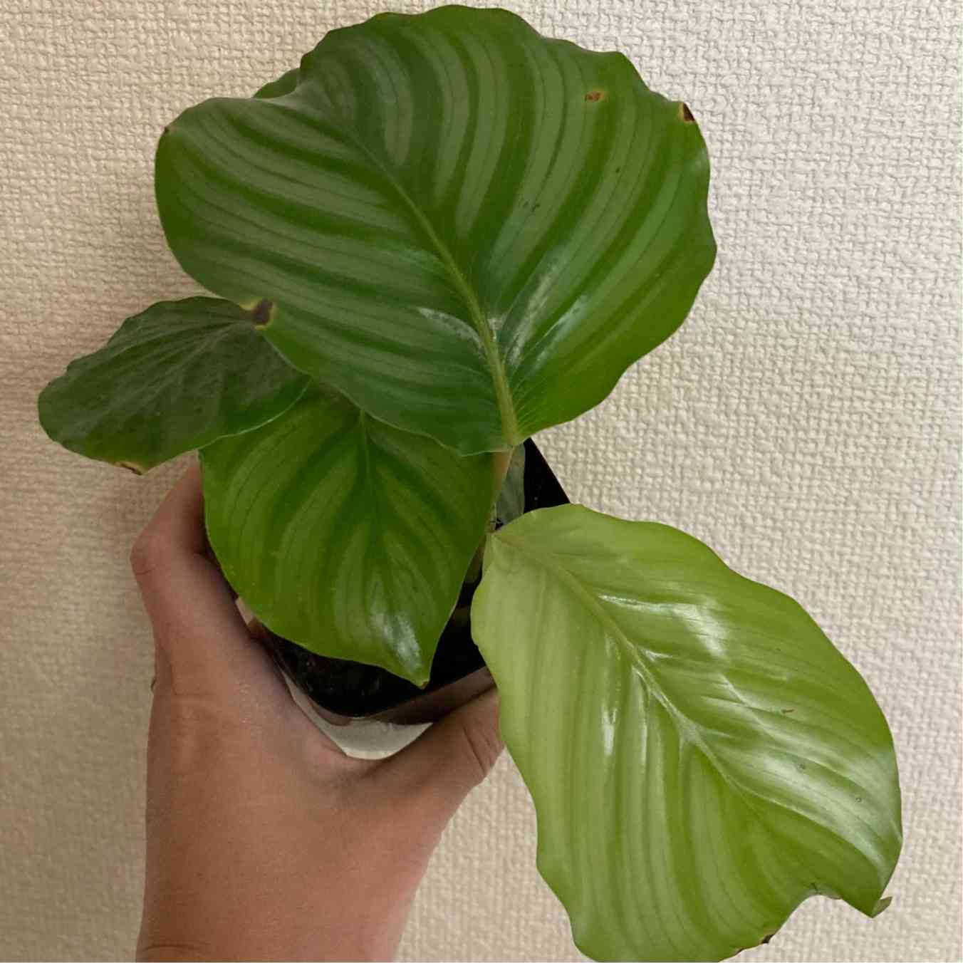 カラテアの投稿画像 by sh000koさん｜部屋とかっこいい！と観葉植物とダイソーと癒しとカラテア♡ オルビフォリアとお部屋に飾ると元気