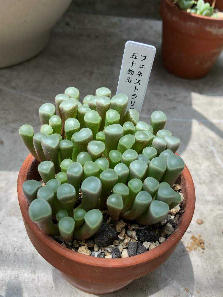 ラ*ル様 多肉植物　五十鈴玉錦　最上級斑入り　　鮮明錦 10株 多肉植物 五十鈴玉錦 最上級斑入り 鮮明錦｜Yahoo!フリマ（旧