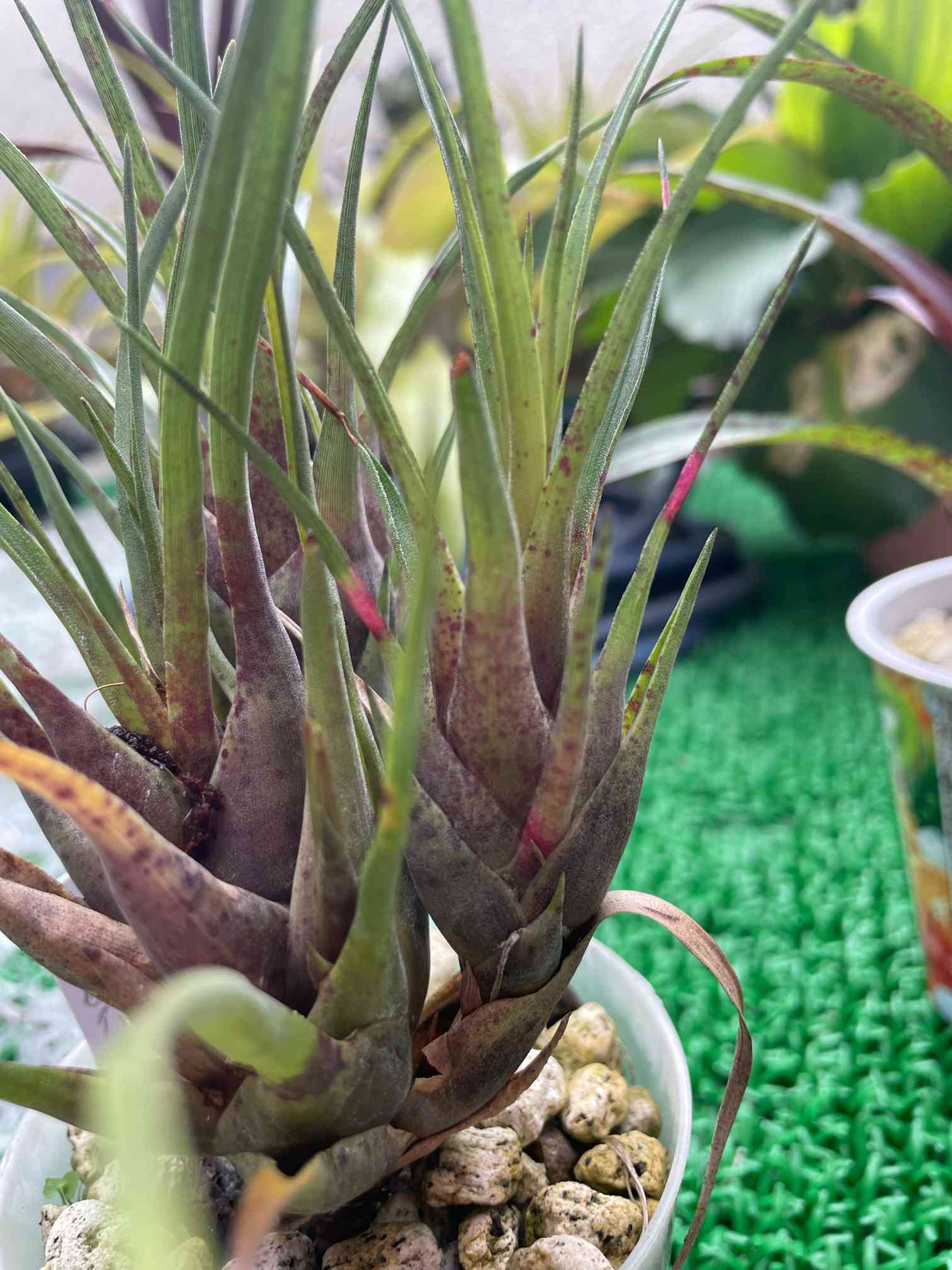 フリーセア　ゼブラ子株 激レア　取り株 フリーセア ゼブラ子株 激レア 取り株 【公式通販】