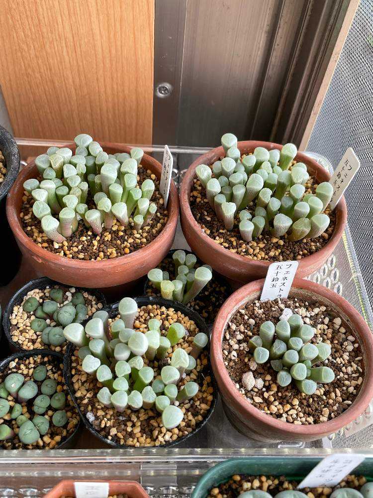 専用コーナー　五十鈴玉錦　ダウニー錦他　多肉植物 専用コーナー 五十鈴玉錦 ダウニー錦他 多肉植物 専用コーナー 五十鈴