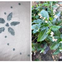 アイ,蓼藍(タデアイ),藍の生葉染め,植物大好き,小さな庭♡の画像