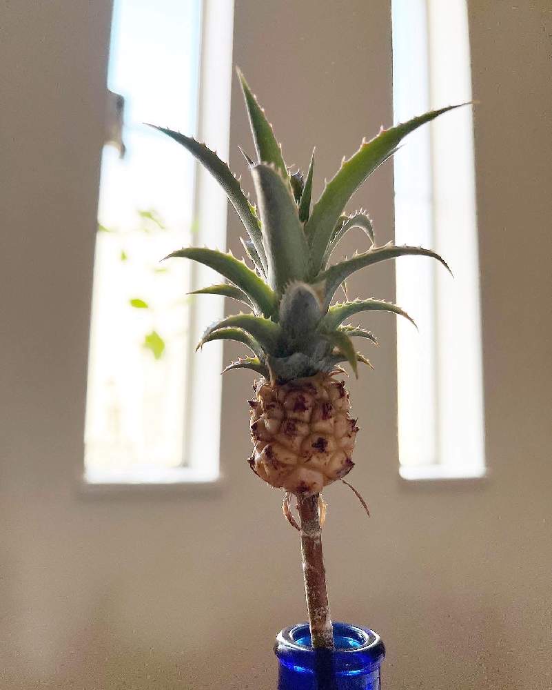 ミニパイナップルの挿し木 に挑戦 Greensnap グリーンスナップ