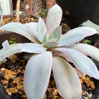 エケベリア フロスティ石化 Greensnap グリーンスナップ エケベリア フロスティ石化 Greensnap グリーンスナップ