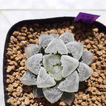 エケベリア フロスティ石化 Greensnap グリーンスナップ エケベリア フロスティ石化 Greensnap グリーンスナップ