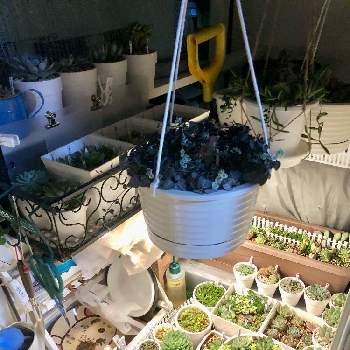 エケベリア フロスティ石化 Greensnap グリーンスナップ エケベリア フロスティ石化 Greensnap グリーンスナップ