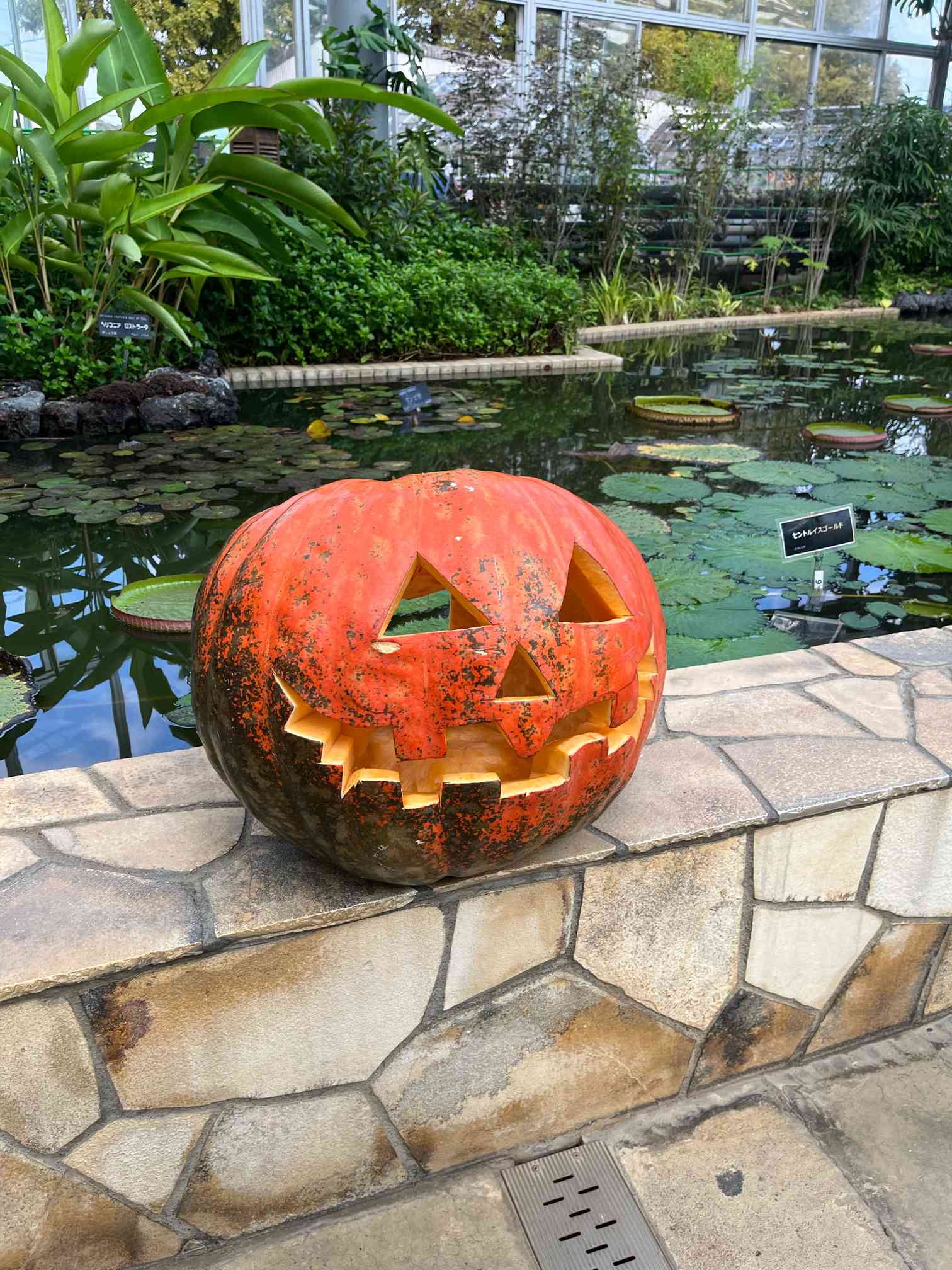♡カボチャ風船でハロウィンパーティーへ♪ シーグラスアート♡お花畑とうさぎ姉妹 ♡カボチャ風船でハロウィンパーティーへ♪ シーグラスアート