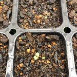 モナルダ ベルガモの一覧 Greensnap グリーンスナップ