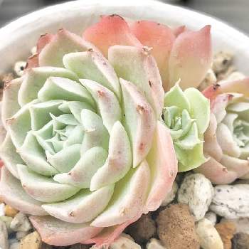 エケベリア フロスティ石化 Greensnap グリーンスナップ エケベリア フロスティ石化 Greensnap グリーンスナップ