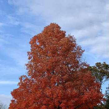 Sugar Maple,サトウカエデ,カナダ生活,紅葉（こうよう）,北米原産の画像