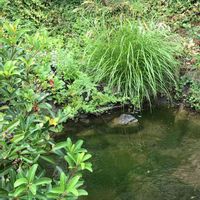 シャリンバイ,正岡子規の画像