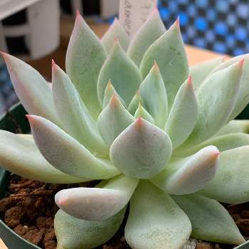 エケベリア フロスティ石化 Greensnap グリーンスナップ エケベリア フロスティ石化 Greensnap グリーンスナップ