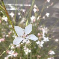 ガウラ 白蝶草 の育て方 株分けや挿し木の時期と方法は 剪定は必要 Greensnap グリーンスナップ