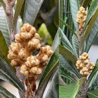 ビワ 枇杷 の育て方 苗木の植え付けや植え替えの方法 剪定や収穫の時期は Greensnap グリーンスナップ