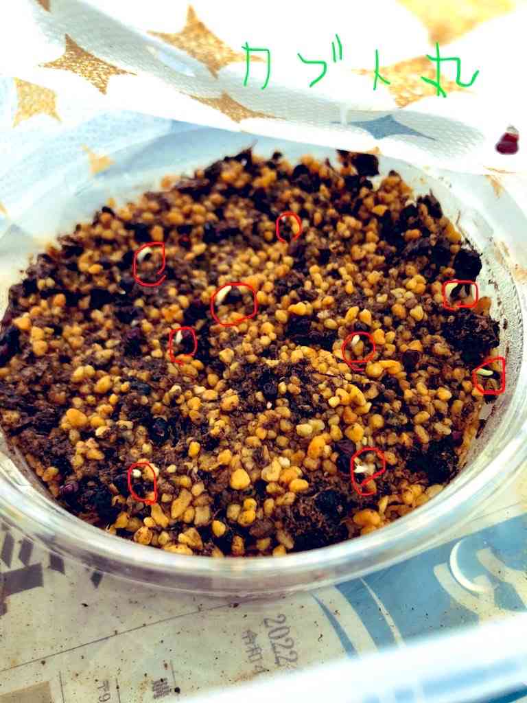 大肋骨ヘキルリランポー玉錦 アストロフィツム 大株 抜き苗 ランポー玉