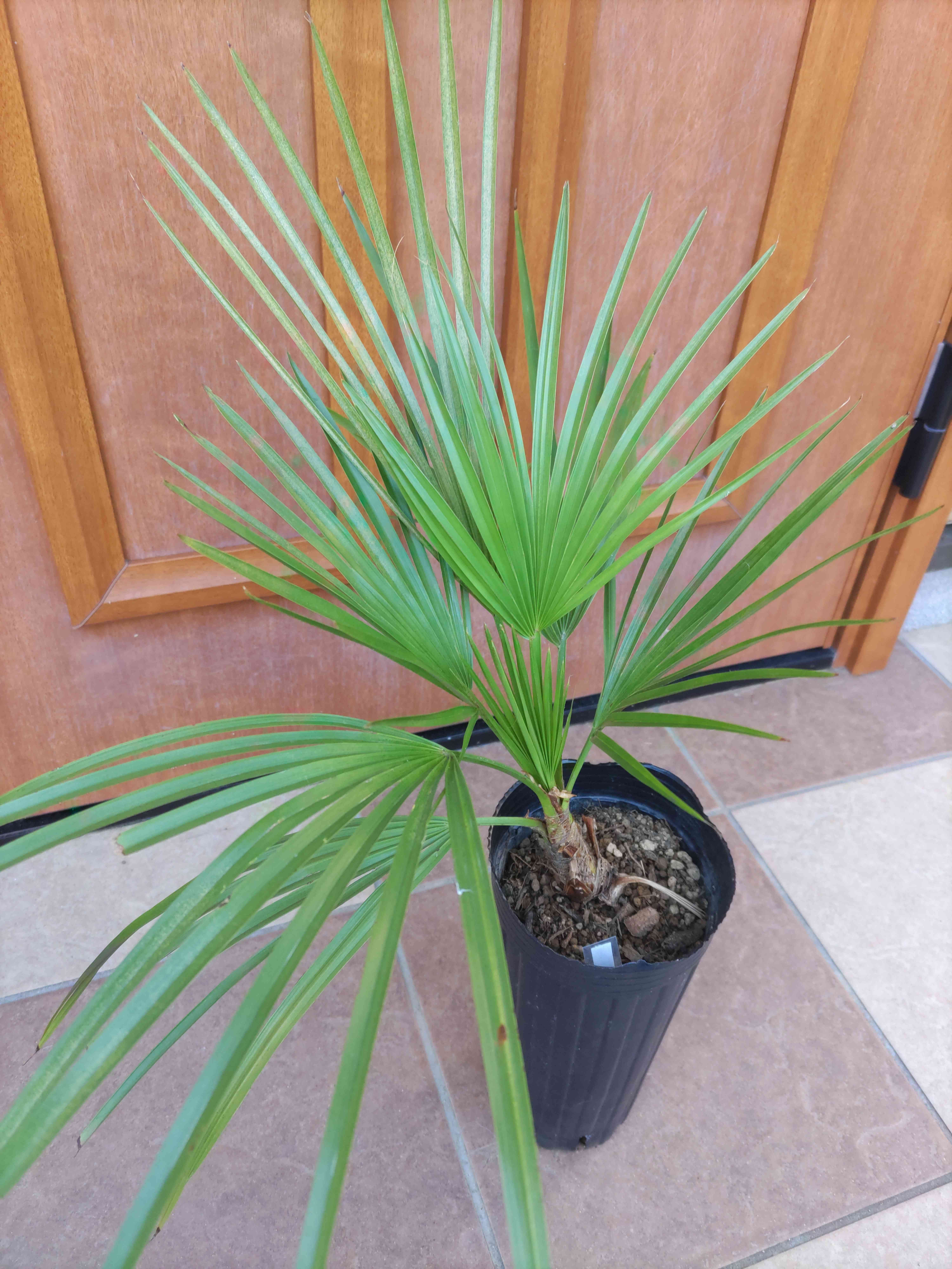 ブラヘア・スーパーシルバーの一覧｜🍀GreenSnap（グリーンスナップ）