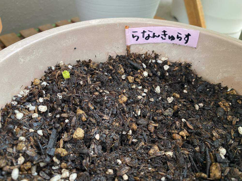 ラナンキュラスを球根から育てる Greensnap グリーンスナップ