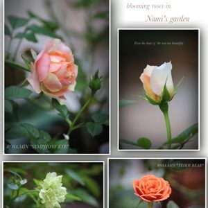 庭の花,ミニバラ グリーンアイス,バラ テディベア,ミニバラ シンフォニーアイ,シャビーガーデンの画像
