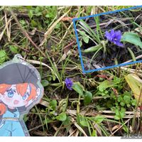 コナギ,お出かけ先の画像