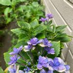 紫陽花 雨のち星の一覧 Greensnap グリーンスナップ